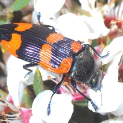 Castiarina thomsoni (A jewel beetle) at Tinderry Mountains - 16 Nov 2023 by Harrisi