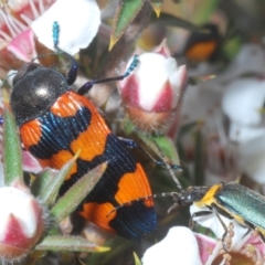 Castiarina thomsoni at Tinderry Mountains - 16 Nov 2023 03:23 PM