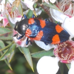 Castiarina thomsoni at Tinderry Mountains - 16 Nov 2023