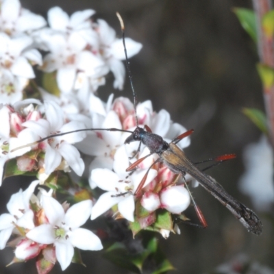 Enchoptera apicalis (Longhorn beetle) at Tinderry, NSW - 16 Nov 2023 by Harrisi