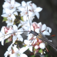 Enchoptera apicalis at Tinderry Mountains - 16 Nov 2023