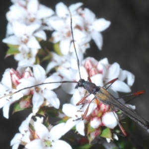 Enchoptera apicalis at Tinderry Mountains - 16 Nov 2023