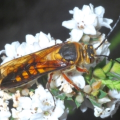 Catocheilus sp. (genus) (Smooth flower wasp) at Tinderry, NSW - 16 Nov 2023 by Harrisi