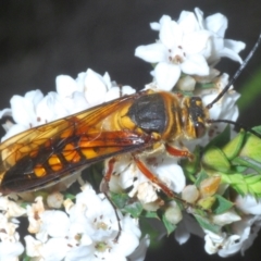 Catocheilus sp. (genus) (Smooth flower wasp) at Tinderry Mountains - 16 Nov 2023 by Harrisi