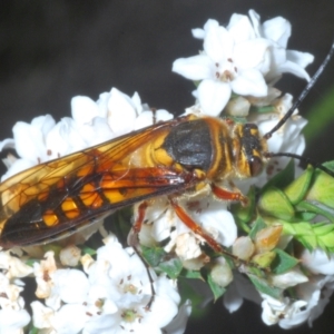 Catocheilus sp. (genus) at Tinderry Mountains - 16 Nov 2023 04:11 PM