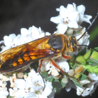 Catocheilus sp. (genus) (Smooth flower wasp) at Tinderry, NSW - 16 Nov 2023 by Harrisi