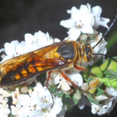 Catocheilus sp. (genus) (Smooth flower wasp) at Tinderry Mountains - 16 Nov 2023 by Harrisi