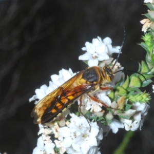 Catocheilus sp. (genus) at Tinderry Mountains - 16 Nov 2023 04:11 PM