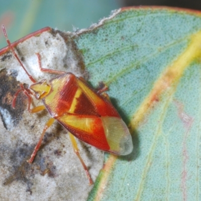 Stauralia sp. (genus) (False stink bug) at Tinderry, NSW - 16 Nov 2023 by Harrisi