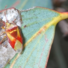 Stauralia sp. (genus) at Tinderry Mountains - 16 Nov 2023