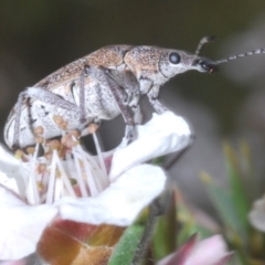 Pachyura australis (Belid weevil) at Tinderry, NSW - 16 Nov 2023 by Harrisi