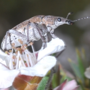 Pachyura australis at Tinderry Mountains - suppressed