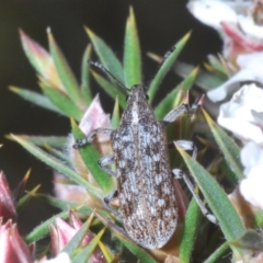 Pachyura australis at Tinderry Mountains - suppressed