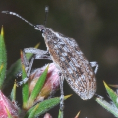 Pachyura australis at Tinderry Mountains - suppressed