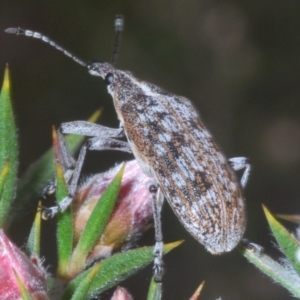 Pachyura australis at Tinderry Mountains - suppressed