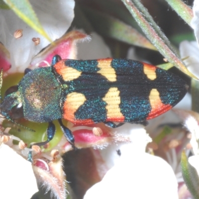 Castiarina sexplagiata (Jewel beetle) at Tinderry Mountains - 16 Nov 2023 by Harrisi