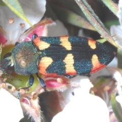 Castiarina sexplagiata (Jewel beetle) at Tinderry Mountains - 16 Nov 2023 by Harrisi