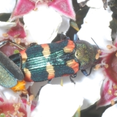 Castiarina sexplagiata at Tinderry Mountains - 16 Nov 2023