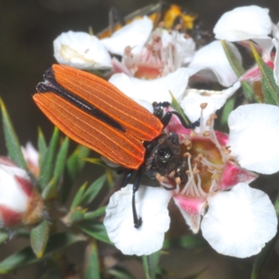 Castiarina nasuta (A jewel beetle) at Tinderry Mountains - 16 Nov 2023 by Harrisi