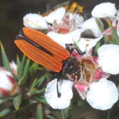 Castiarina nasuta (A jewel beetle) at Tinderry, NSW - 16 Nov 2023 by Harrisi