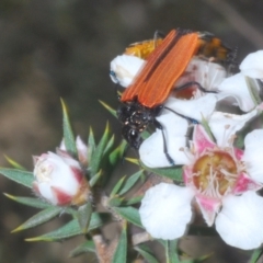 Castiarina nasuta at Tinderry Mountains - suppressed