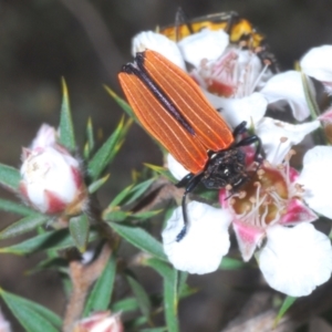 Castiarina nasuta at Tinderry Mountains - 16 Nov 2023