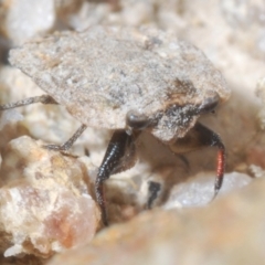 Nerthra sp. (genus) (Toad Bug) at Tinderry, NSW - 16 Nov 2023 by Harrisi