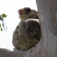 Phascolarctos cinereus (Koala) at Cleveland, QLD - 17 Nov 2023 by TimL