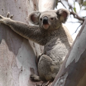 Phascolarctos cinereus at Cleveland, QLD - 17 Nov 2023 12:16 PM