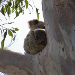 Phascolarctos cinereus at Cleveland, QLD - 17 Nov 2023 12:16 PM