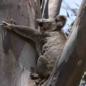 Phascolarctos cinereus at Cleveland, QLD - 17 Nov 2023 12:16 PM