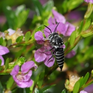 Coelioxys (Genus) at suppressed - suppressed