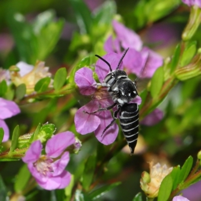 Unidentified Bee (Hymenoptera, Apiformes) at Wellington Point, QLD - 16 Nov 2023 by TimL