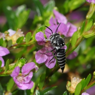 Coelioxys (Genus) (Sharptail Bees) at Wellington Point, QLD - 17 Nov 2023 by TimL