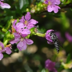 Coelioxys (Genus) at suppressed - suppressed