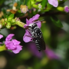 Coelioxys (Genus) at suppressed - suppressed