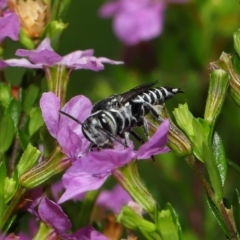 Coelioxys (Genus) at suppressed - suppressed