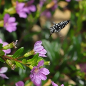 Coelioxys (Genus) at suppressed - suppressed
