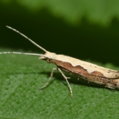 Plutella xylostella (Diamondback Moth) at Jerrabomberra, NSW - 17 Nov 2023 by DianneClarke