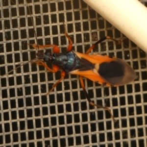 Ectomocoris ornatus at Wingecarribee Local Government Area - 10 Nov 2023 03:14 PM