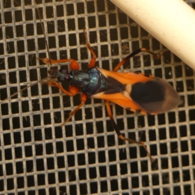 Ectomocoris ornatus (A ground assassin bug) at Braemar - 10 Nov 2023 by Curiosity