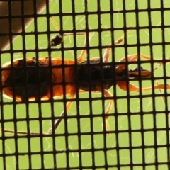 Ectomocoris ornatus at Wingecarribee Local Government Area - 10 Nov 2023 03:14 PM