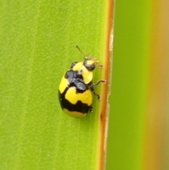 Illeis galbula (Fungus-eating Ladybird) at Wingecarribee Local Government Area - 14 Nov 2023 by Curiosity