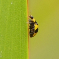 Illeis galbula at Wingecarribee Local Government Area - 15 Nov 2023 08:41 AM