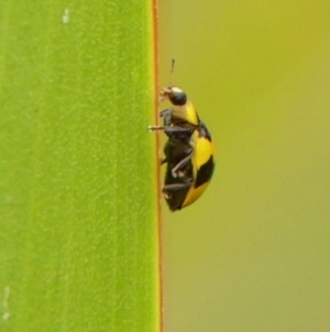 Illeis galbula at Wingecarribee Local Government Area - 15 Nov 2023