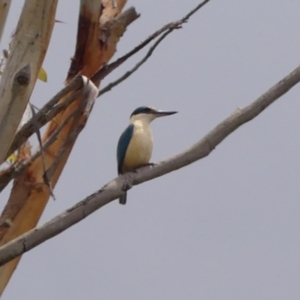 Todiramphus sanctus at Wingecarribee Local Government Area - 15 Nov 2023 11:26 AM