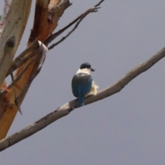 Todiramphus sanctus at Wingecarribee Local Government Area - 15 Nov 2023 11:26 AM