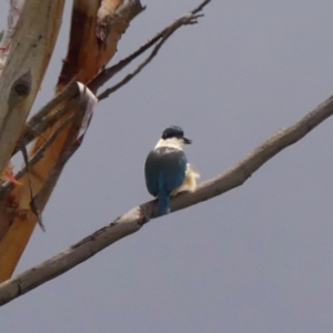 Todiramphus sanctus at Wingecarribee Local Government Area - 15 Nov 2023 11:26 AM