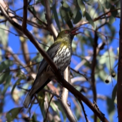 Oriolus sagittatus (Olive-backed Oriole) at Higgins Woodland - 16 Nov 2023 by Trevor