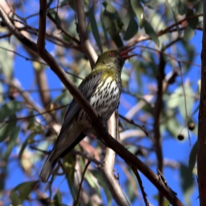 Oriolus sagittatus at Higgins Woodland - 17 Nov 2023 08:46 AM